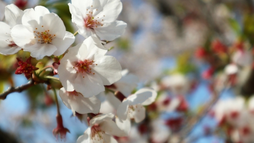 都田川の桜堤（2）