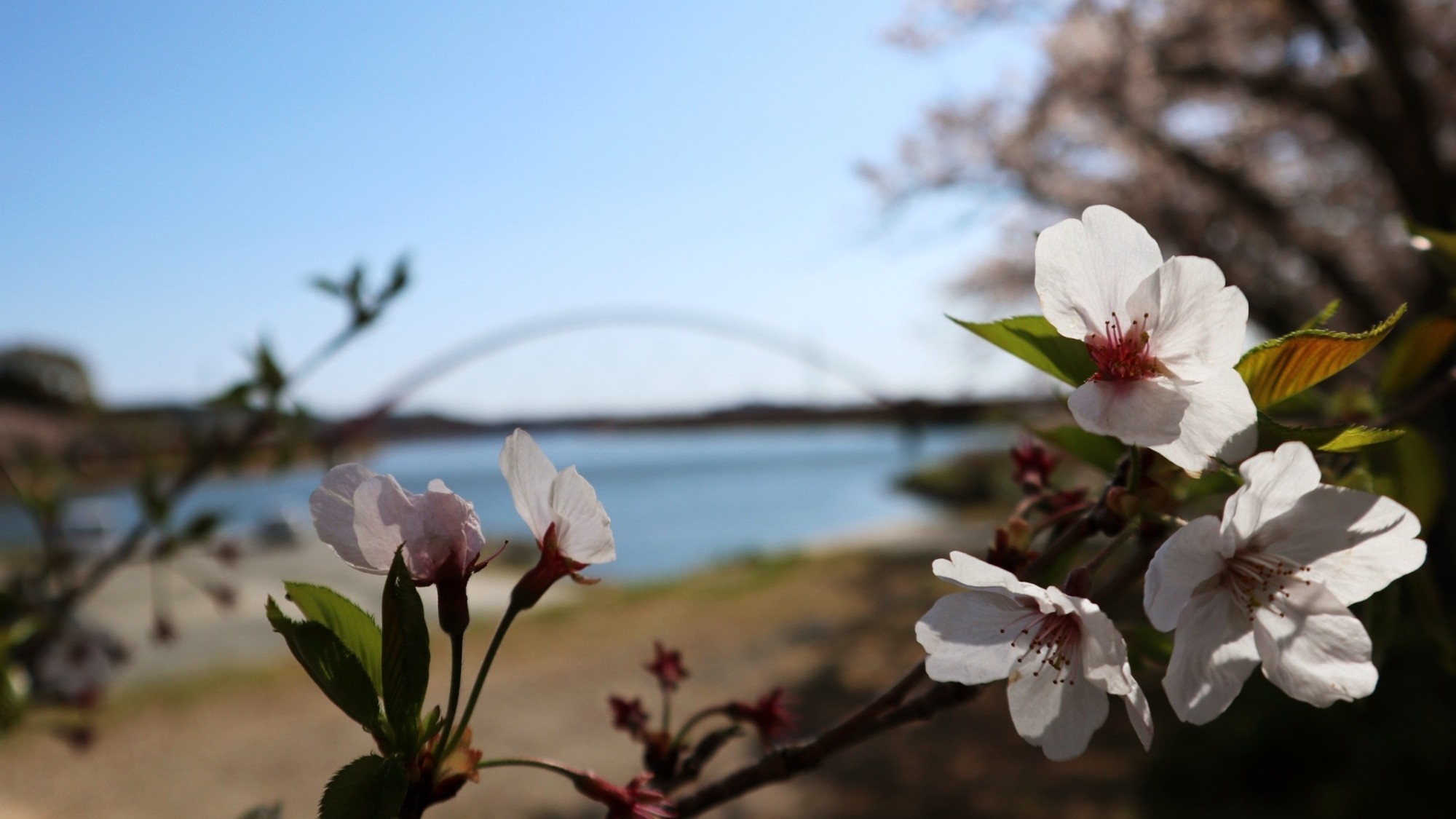 都田川の桜堤（1）