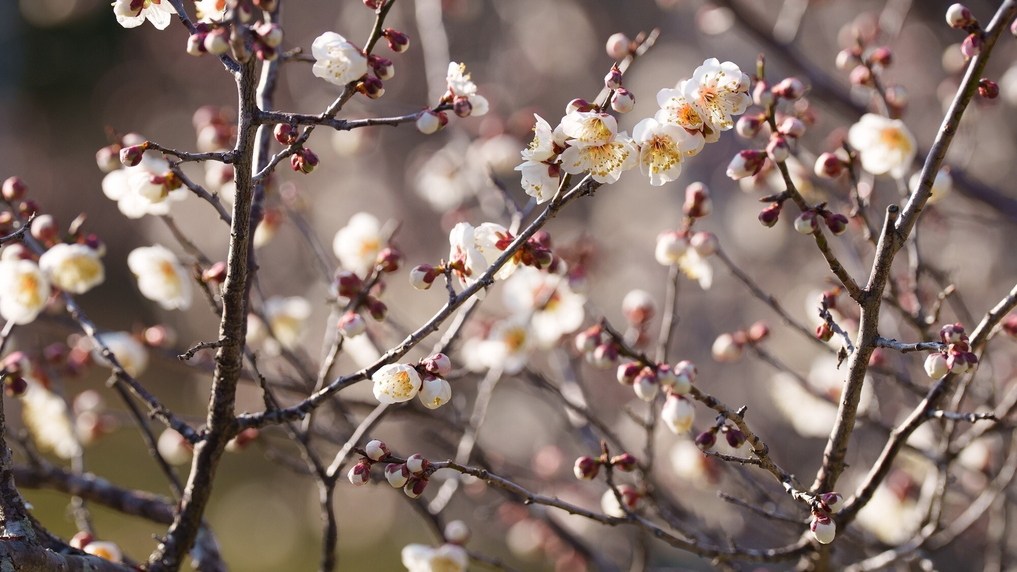 【おおくぼ台梅園　季節：2月～3月】梅の花が次第に咲き誇り、いたるところに梅の香りが漂います。 