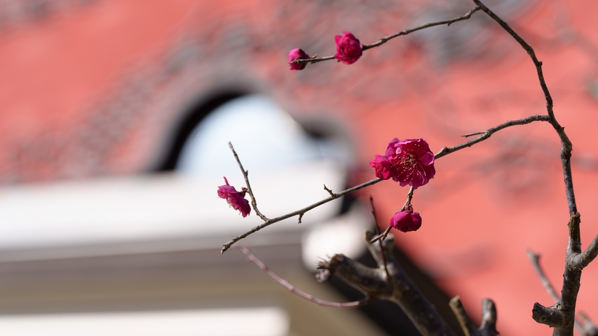 【梅花】季節：2月～3月