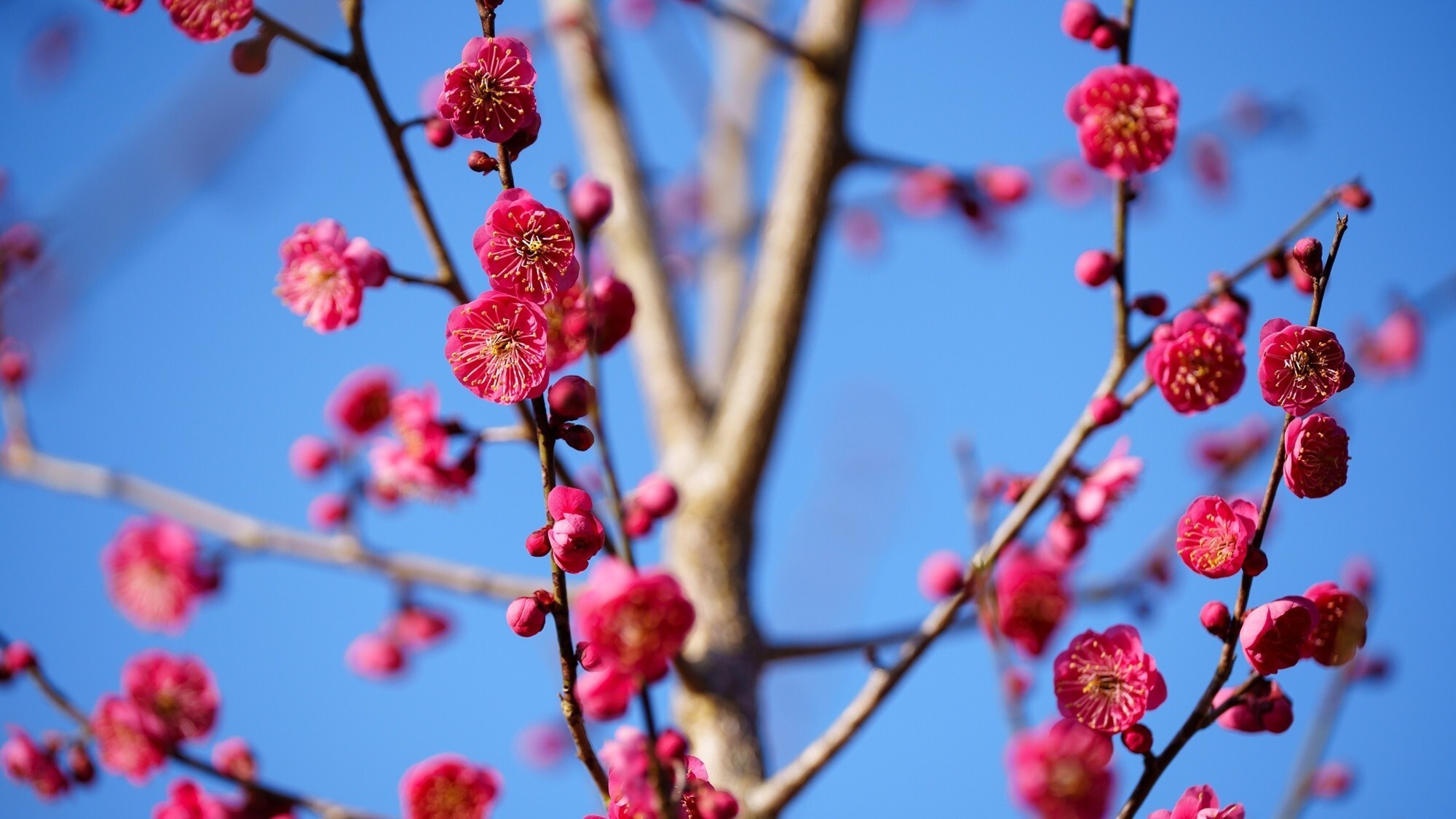【おおくぼ台梅園】季節：2月～3月