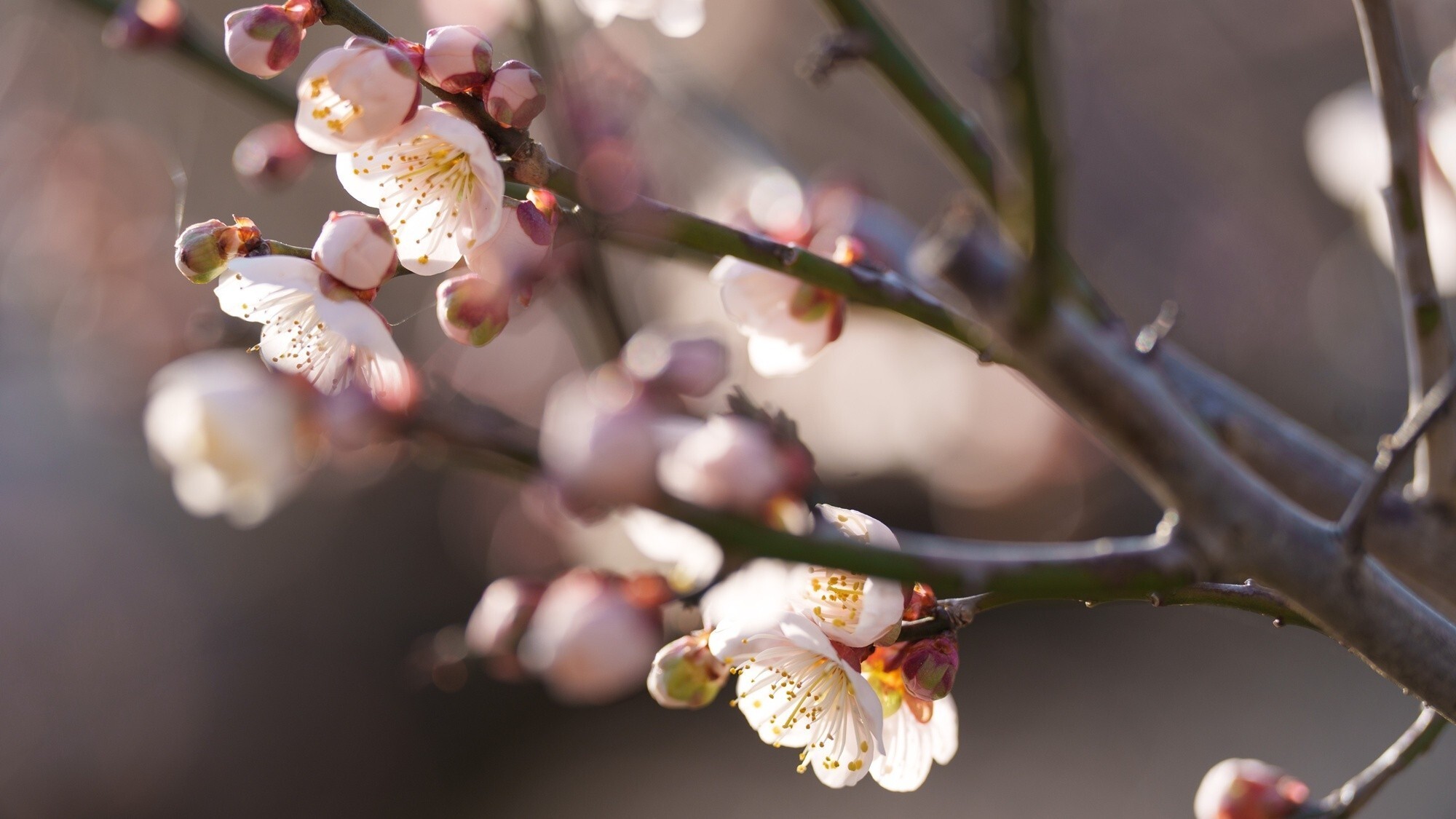 【おおくぼ台梅園　季節：2月～3月】約3000本の梅の花が次第に咲き誇ります。