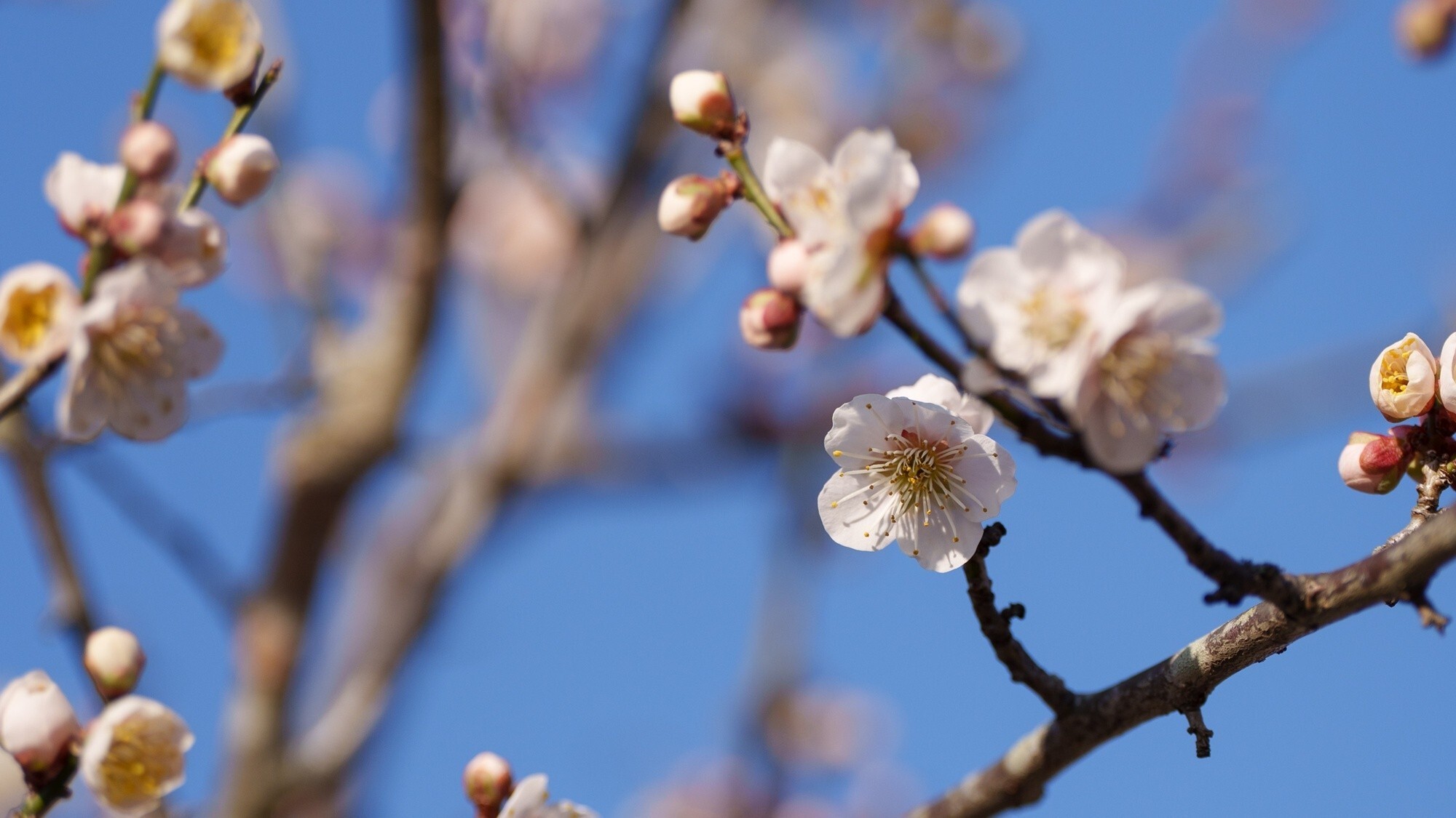 【おおくぼ台梅園】季節：2月～3月