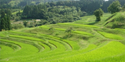 大山千枚田◆千葉県指定名勝にも選ばれております。夏には青々とした稲が美しく風に揺れます。