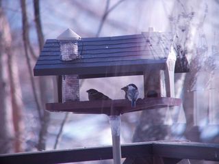 野鳥もやってきます