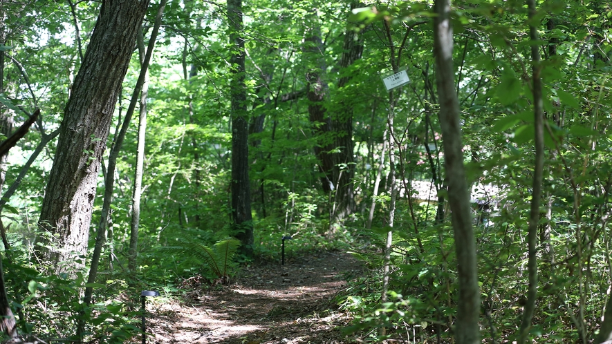国有林の緑に囲まれたお散歩コース