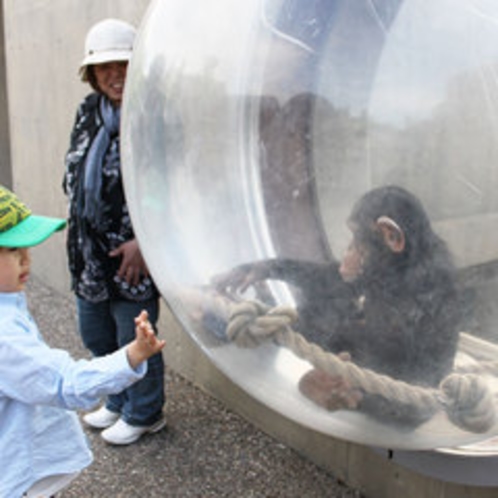 【旭山動物園】チンパンジー館（外）