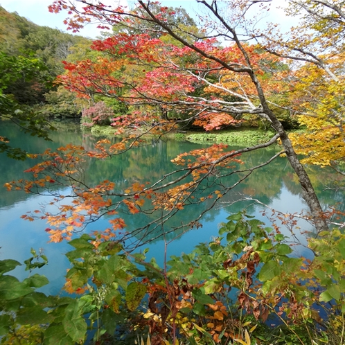 *紅葉の時期は赤と緑のコントラストが美しいドッコ沼。例年10月中旬～下旬が見頃です。