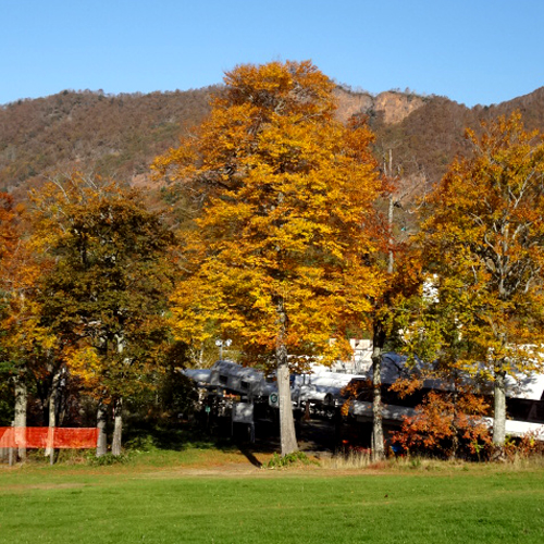 *上の台ゲレンデのブナの木。紅葉時期には綺麗に色づきます。