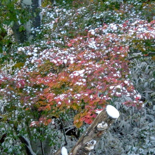 *天候次第では紅葉と雪という珍しい光景が見れるかも！