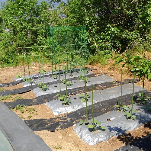 ・自家菜園で季節の野菜を育てています。