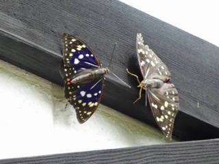 オオムラサキのデート