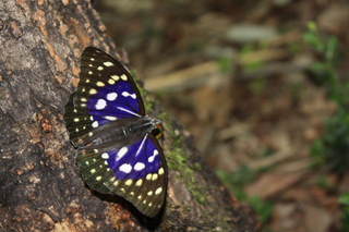 バーベキュー広場の裏の林へオオムラサキが来訪
