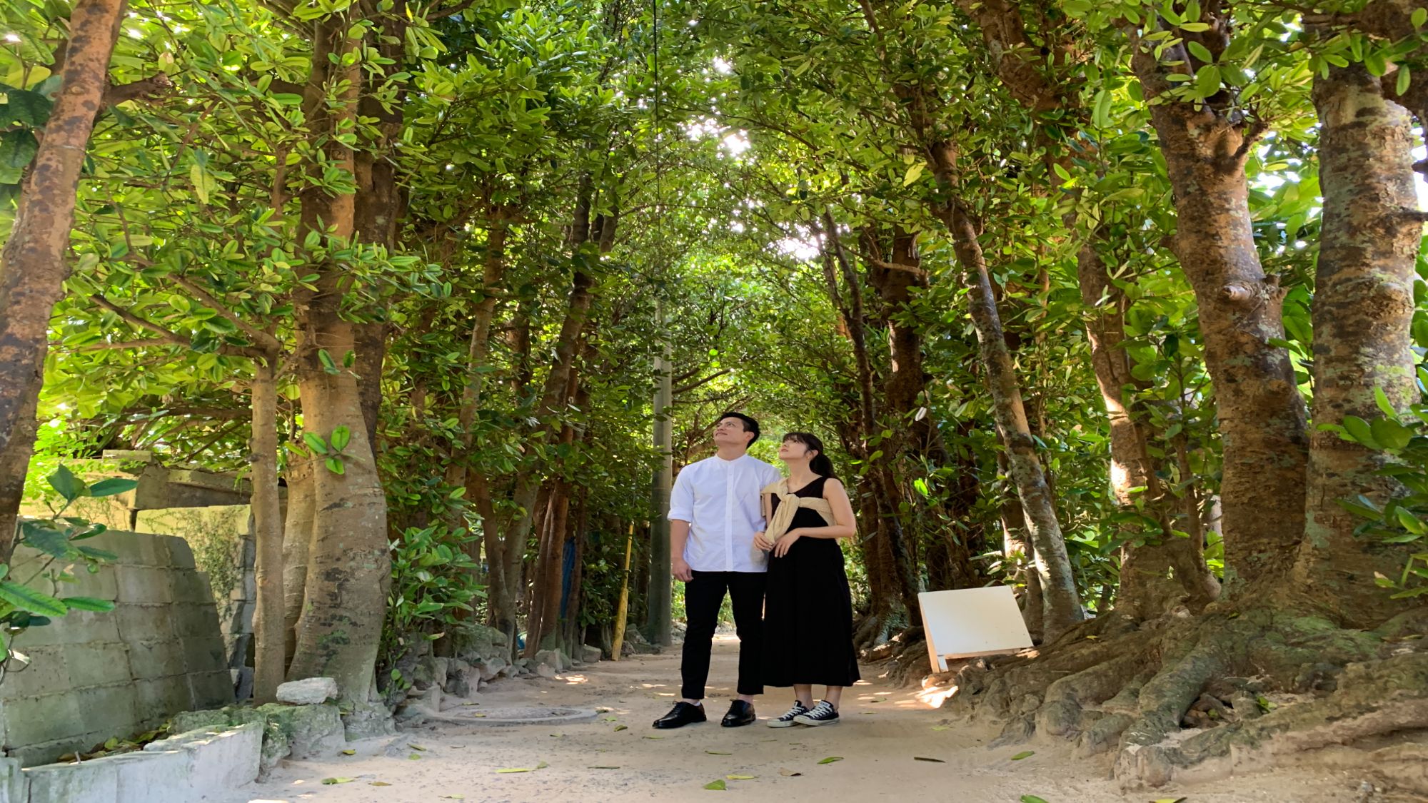 【備瀬のフクギ並木】当館から車で約14分