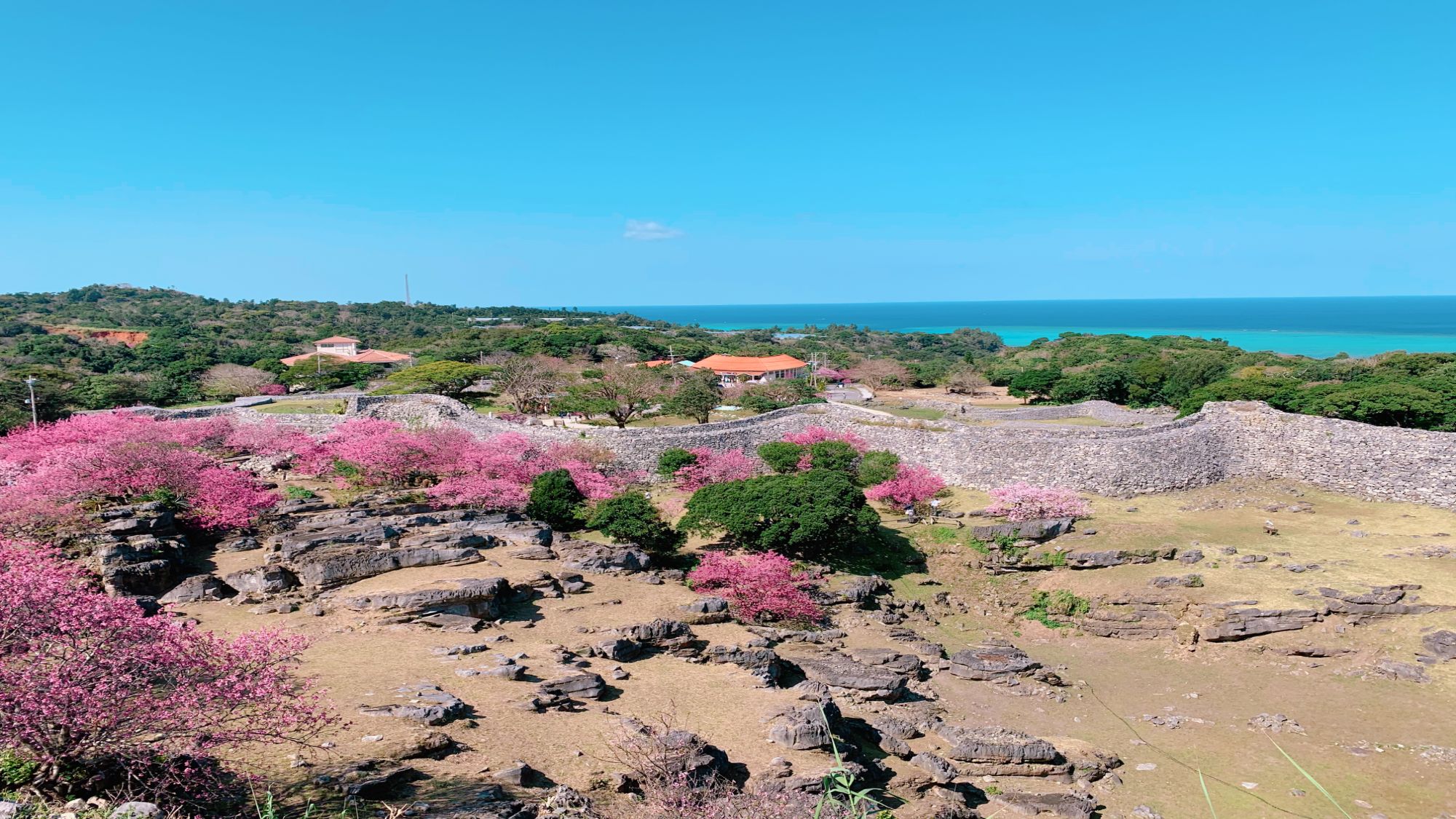 【今帰仁グスク桜まつり】当館から車で約7分