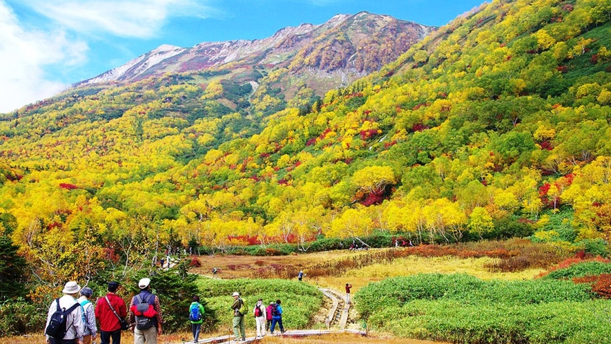 【栂池自然園】秋。燃え立つような樹々の紅葉と草紅葉。