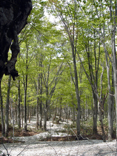 【湯治食】気軽に湯治プラン！健康に配慮したシンプルな食事と温泉を満喫♪