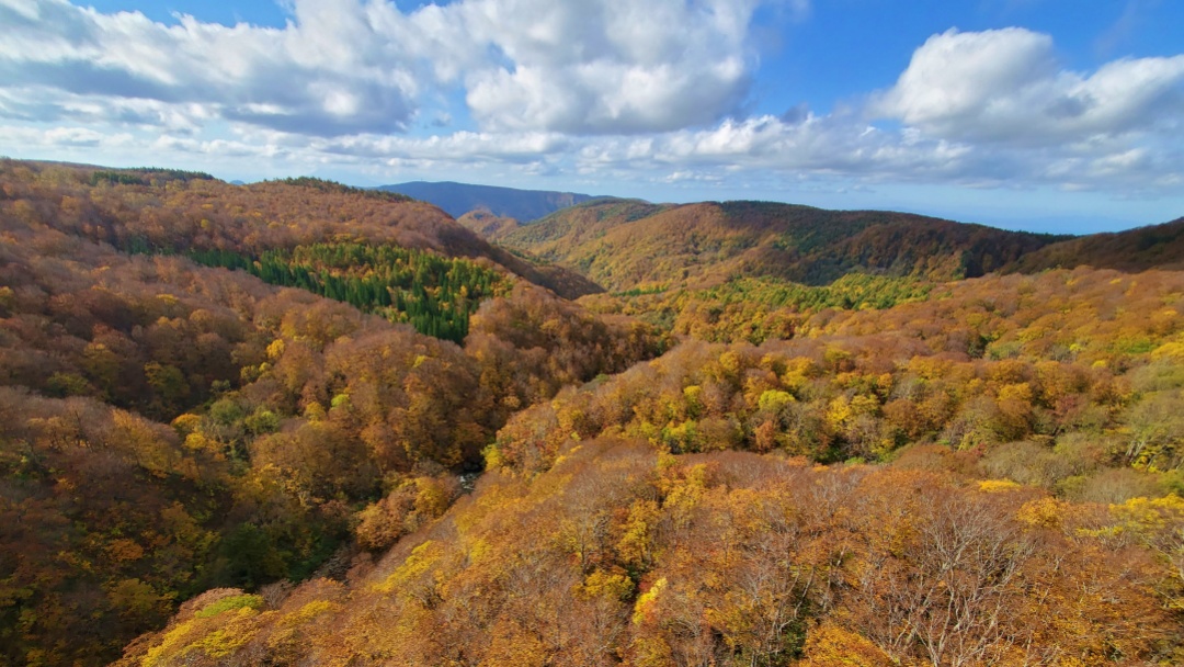 城ヶ倉大橋の紅葉