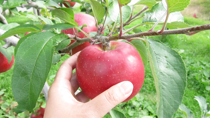 *【周辺観光】りんご収穫体験