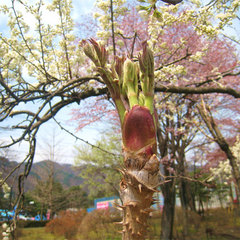 *春の風に芽吹く、たらの芽。