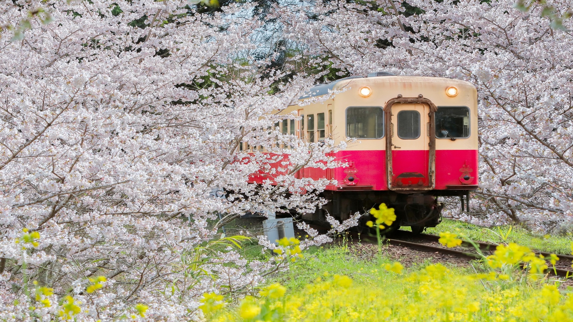 小湊鉄道と桜