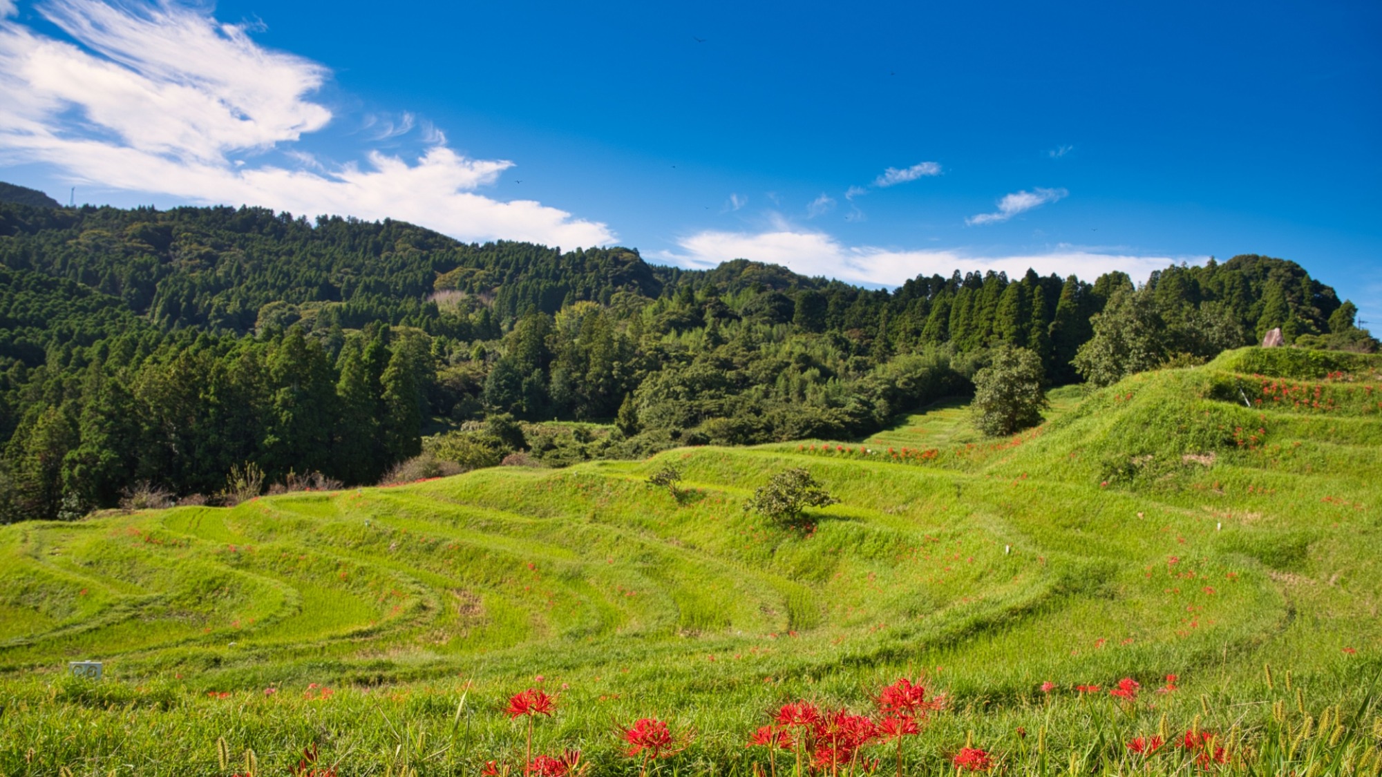 秋の大山千枚田