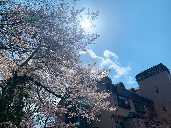 当館の桜