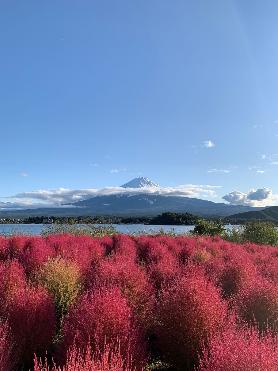 大石公園のコキア（２０２１年）