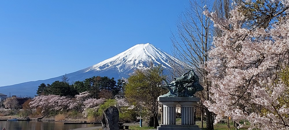 大池公園からの桜