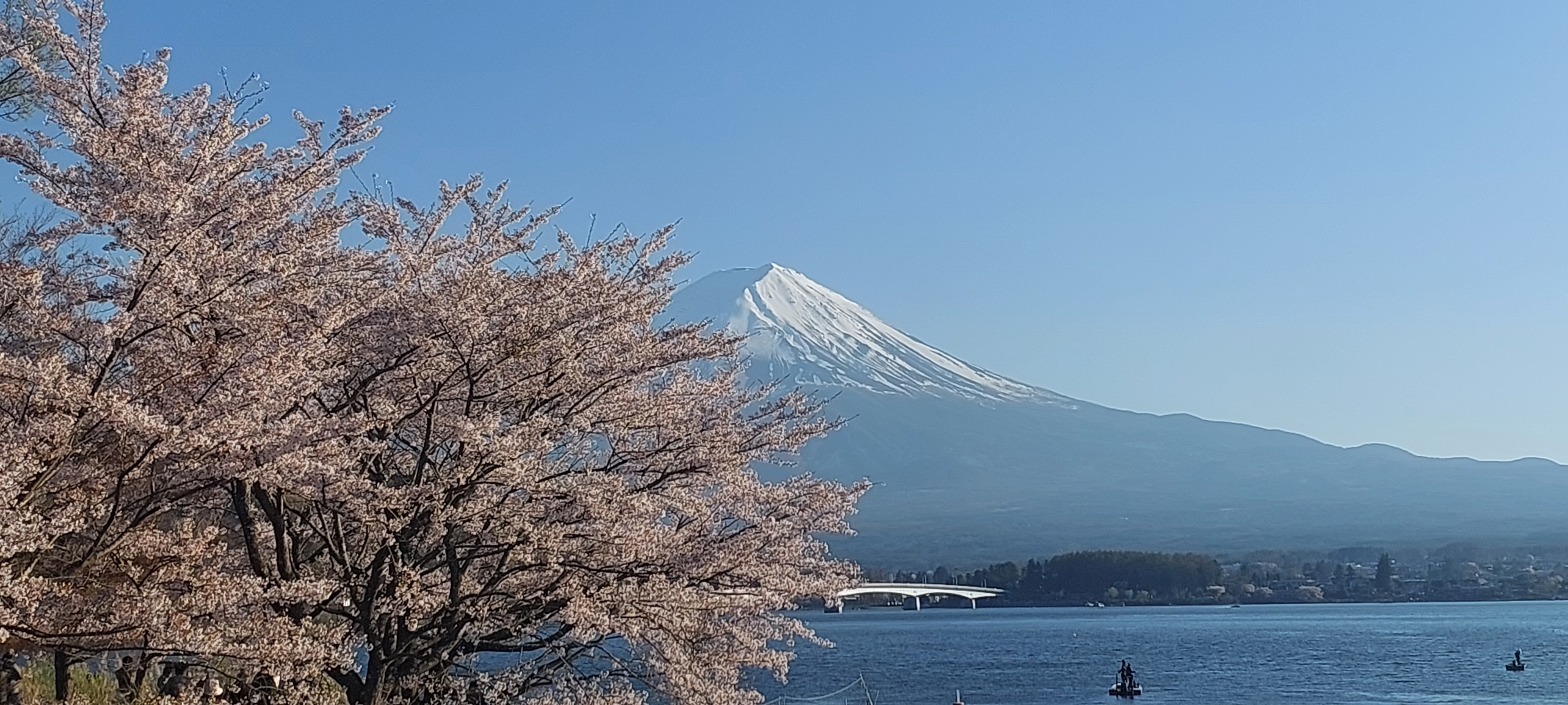 河口湖 桜