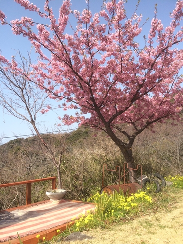 庭の河津桜♪