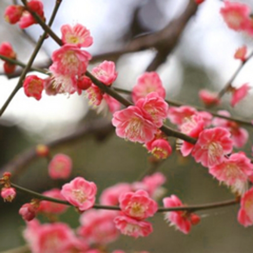 梅の花