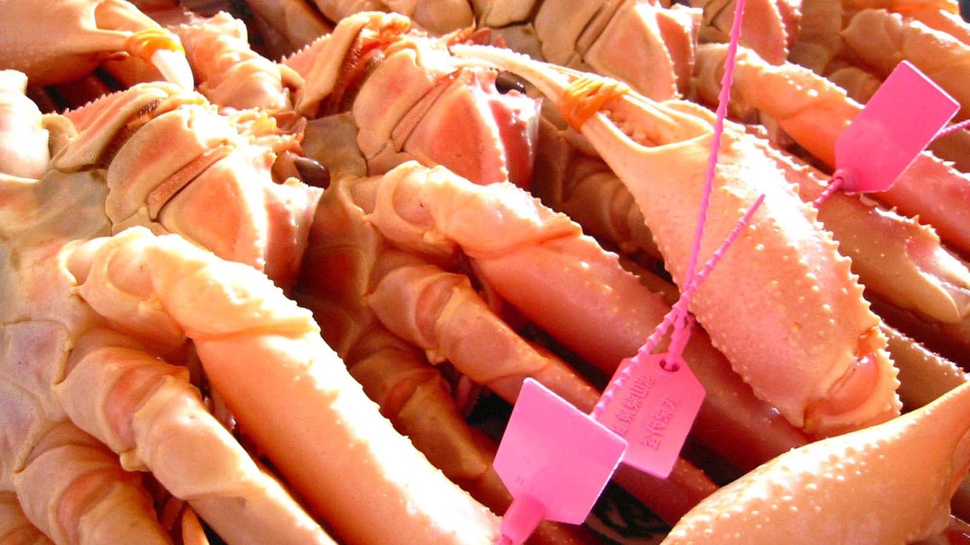 【冬限定｜柴山ガニ】量より質！少量味覚コース◇地元産「活松葉ガニ」を美味しく食べきる〈1杯〉