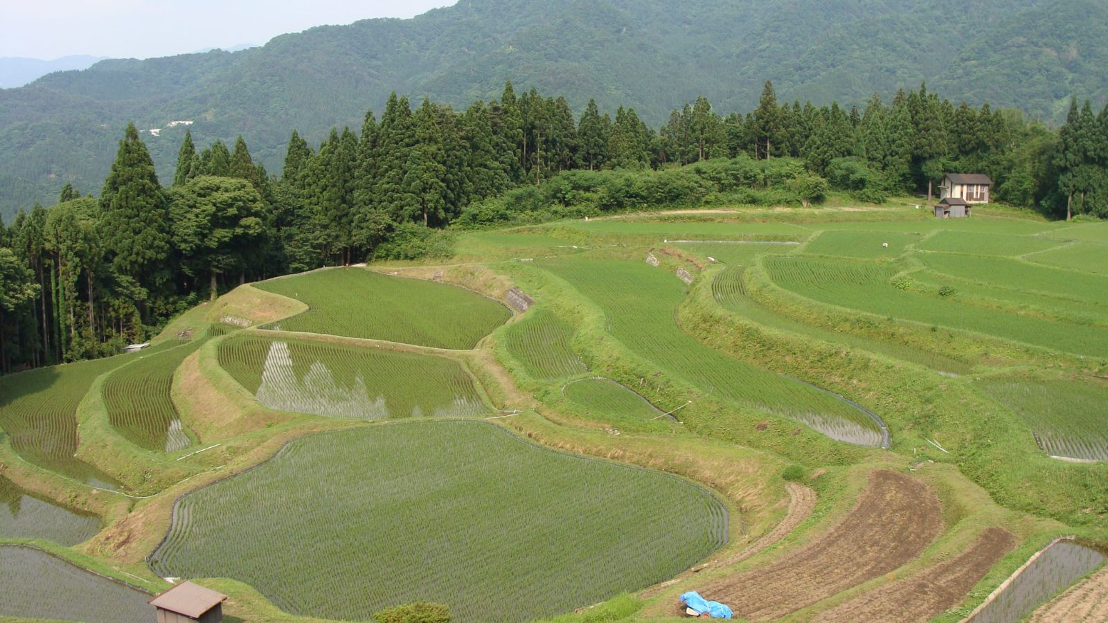 【うへ山の棚田】緩やかな山あいに広がる、美しい曲線を描く棚田の風景（お車で約60分）