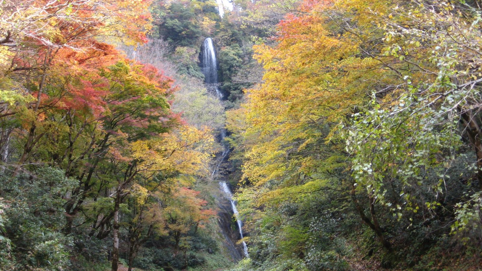 【猿尾滝（秋）】紅葉に彩られた渓谷美と滝が織りなす、秋だけの絶景スポット（お車で約50分）