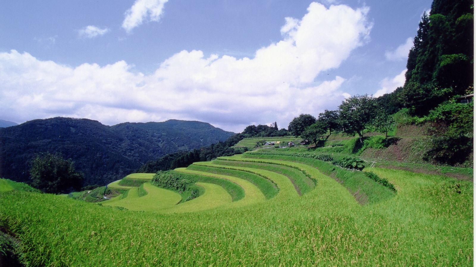 【和佐父・西ヶ岡棚田】山里の風情が感じられる棚田の絶景スポット（お車で約45分）