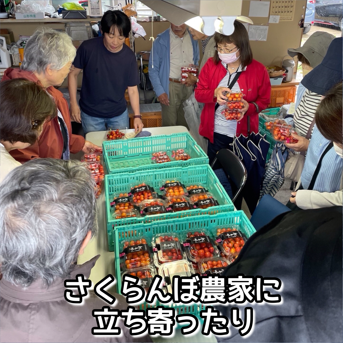 さくらんぼ農家に立ち寄ったり