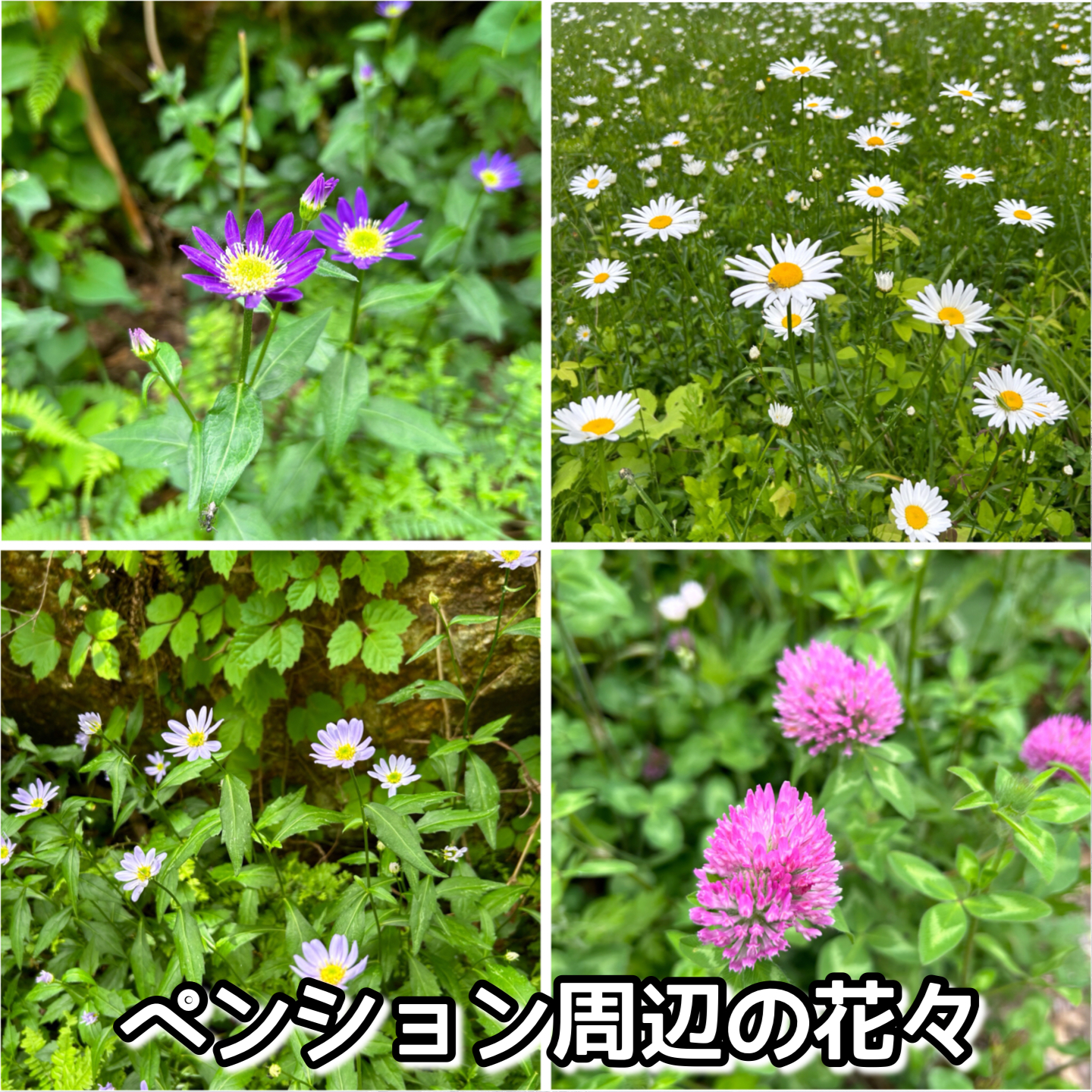 ペンション周辺の花々