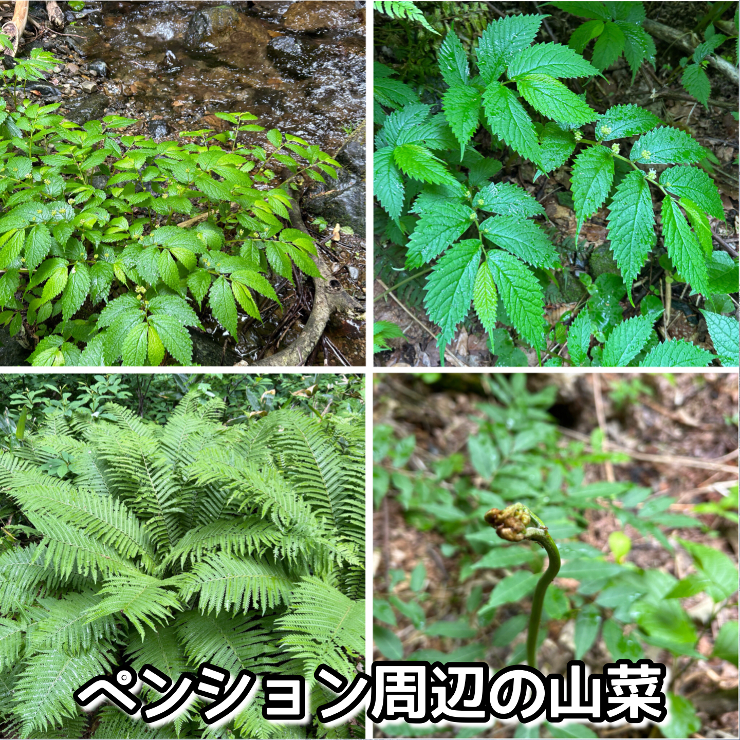 ペンション周辺の山菜