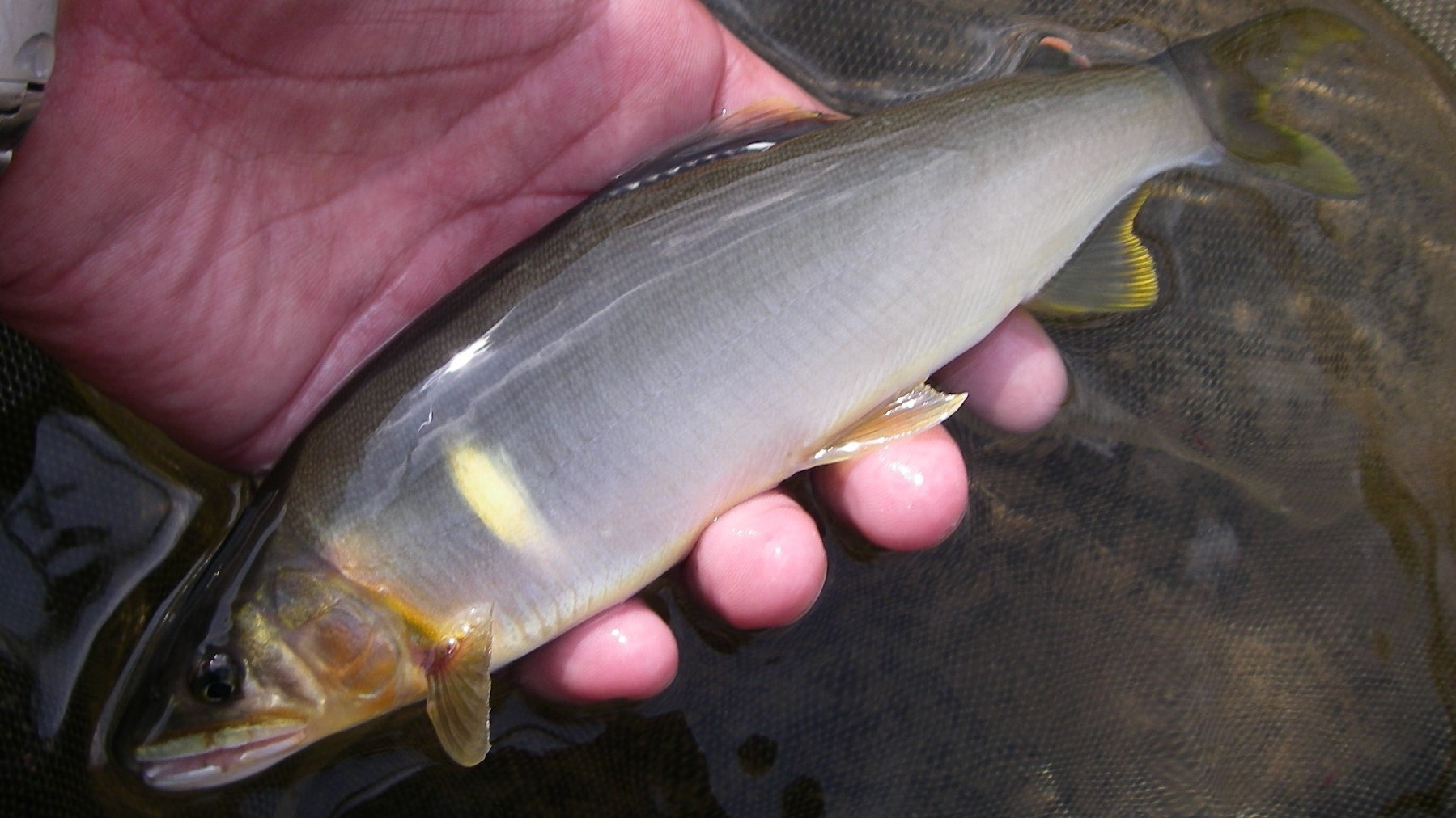 【絶品天然鮎】長良川の郡上鮎＆和良川の和良鮎☆2種類のブランド鮎食べ比べ