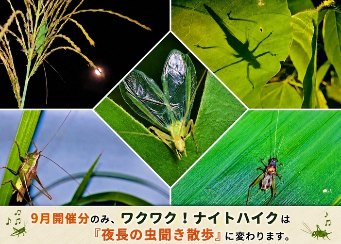 【秋限定】自然學校の人気アクティビティを追加料金なしで満喫！とことん森遊びプラン