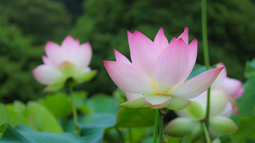 【蓮の花】真砂館では6月頃から8月上旬頃まで蓮の花が咲きます。