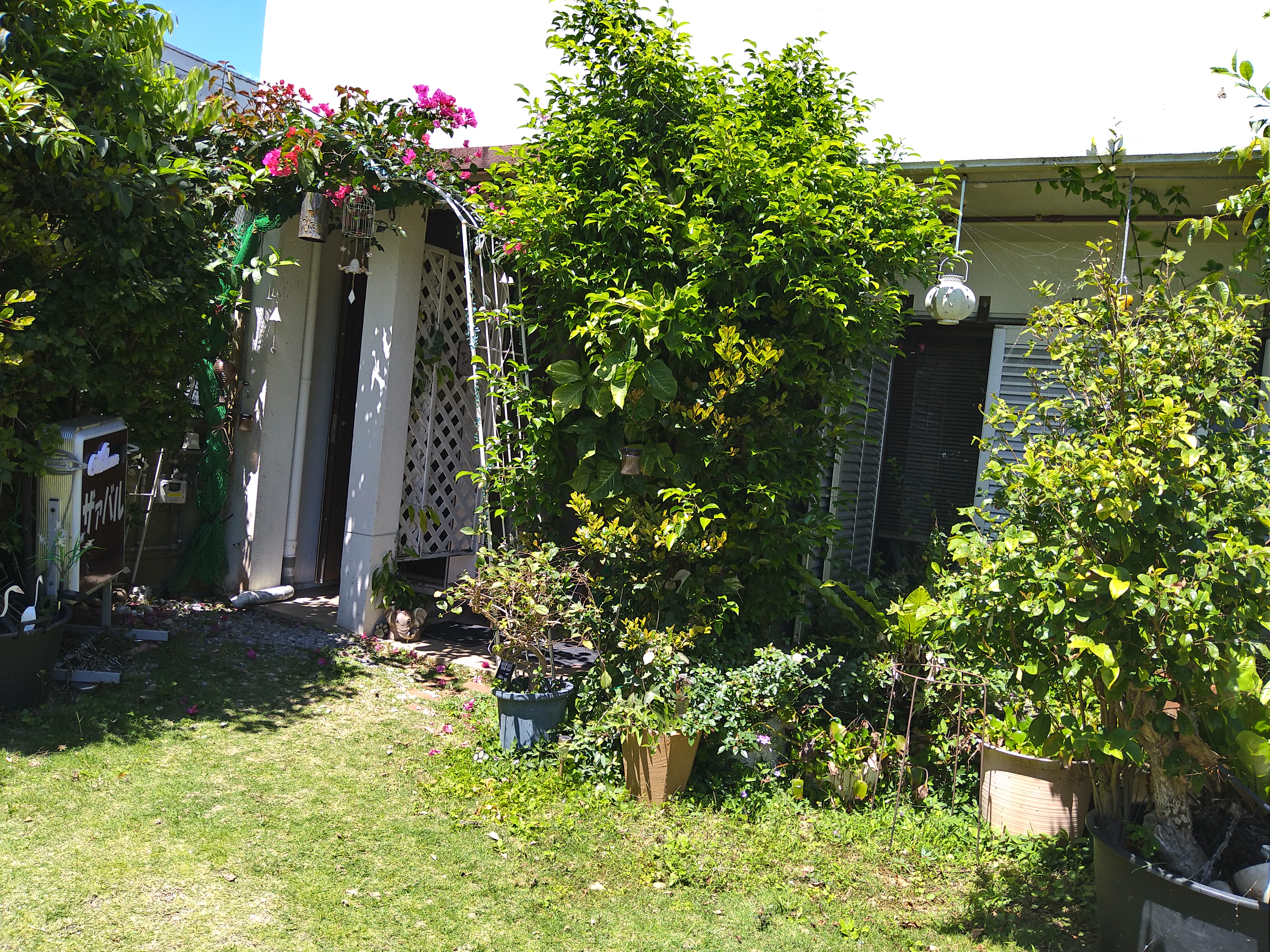 ブーゲンビリアのアーチ