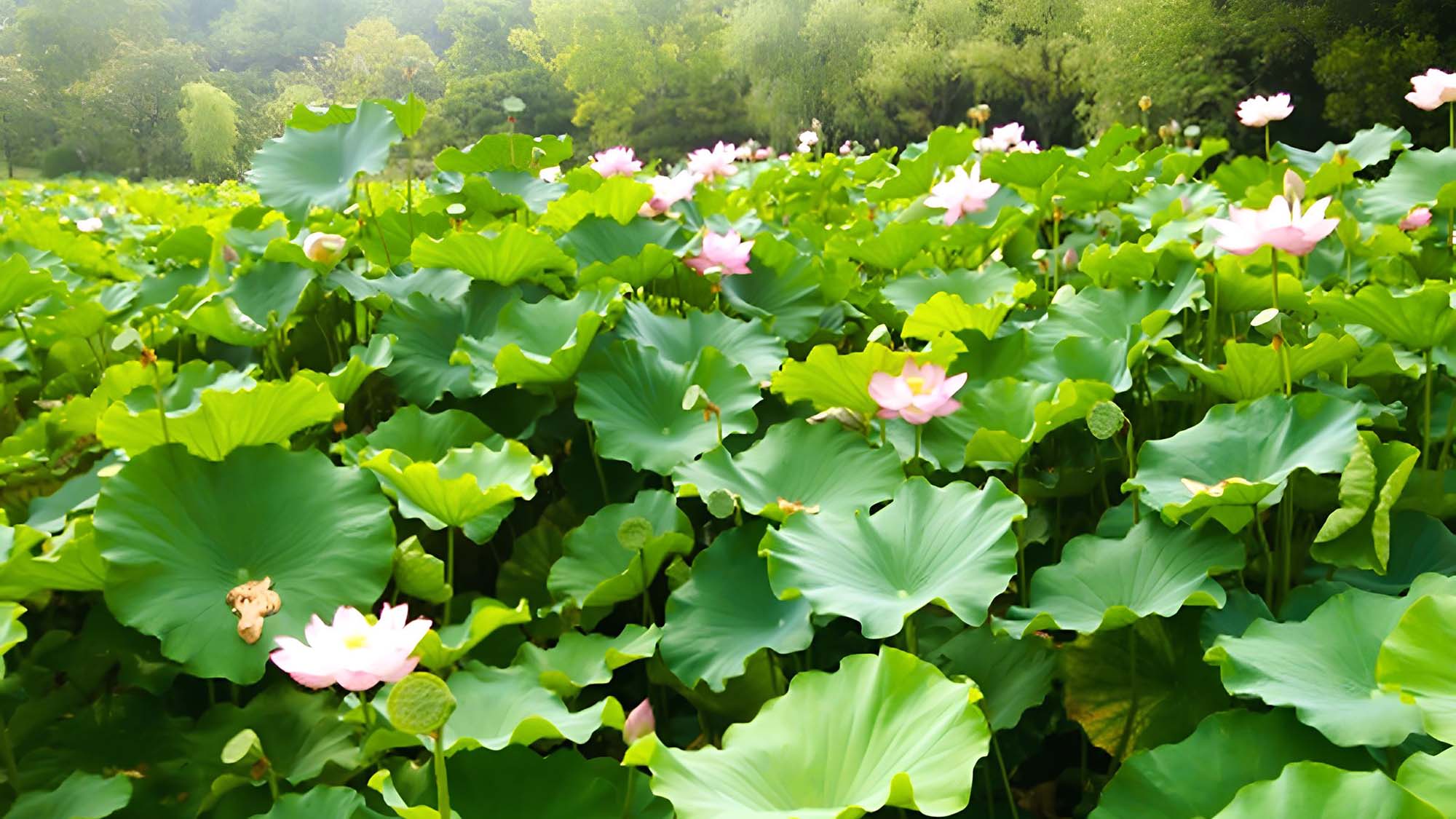 緑と水に癒される大濠公園。歴史を感じる博多城跡もすぐそば。