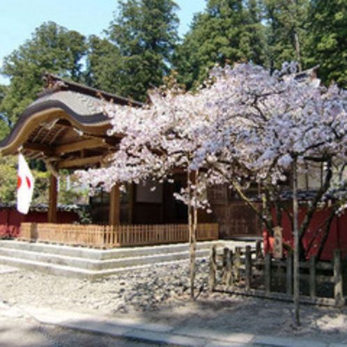 二荒山神社の八重桜