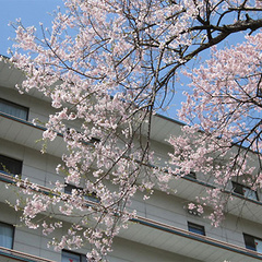 日光千姫物語横に咲く桜