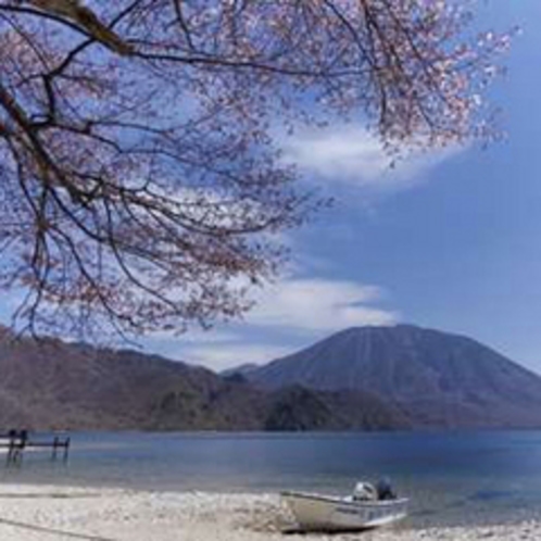 中禅寺湖畔千手ヶ浜のオオヤマ桜