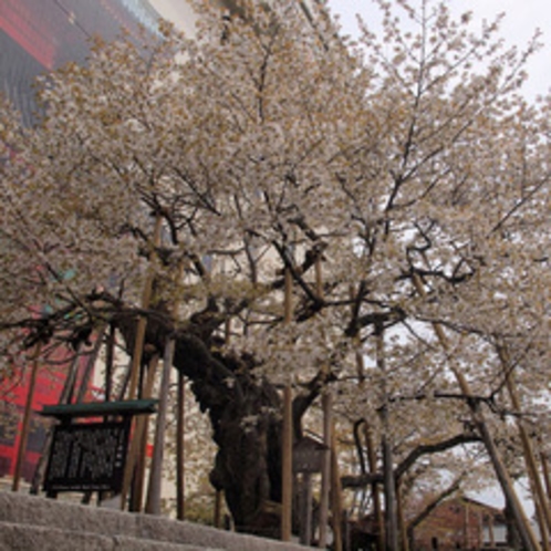 輪王寺三仏堂の金剛桜