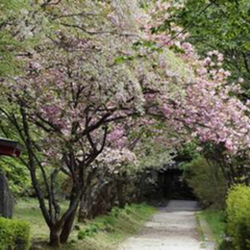憾満ガ淵公園の桜