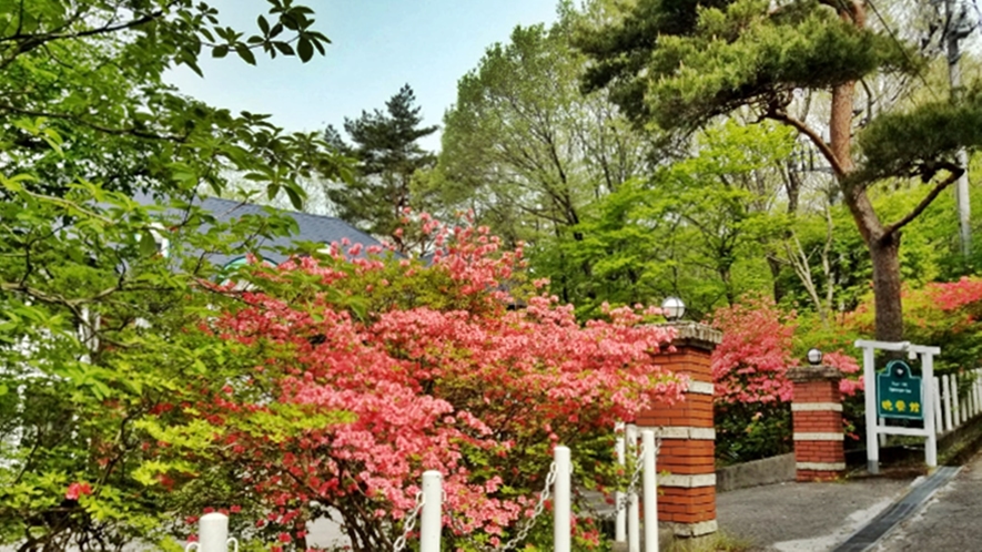 *【夏の外観】はっと目を引くヤマツツジ。当館はバラ以外にも四季折々の花々に囲まれています。